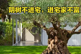 老祖宗说“阴树不进宅，进宅家不富”，下面5种阴树，你家有吗？视频封面