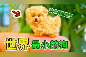 世界最小的狗：小到老鼠都比它大，据说曾经是皇帝的爱宠叫袖珍狗