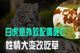 江苏白虎和配偶交配，却意外致其惨死，受刺激后性情大变改吃草视频封面