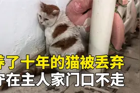 养了10年的老猫，被主人抛弃了，它一直守在家门口不愿离开视频封面