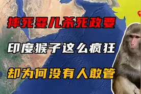 摔死婴儿杀死政要，印度猴子这么疯狂，却为何没有人敢管？