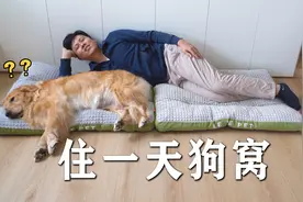 主人突然住进狗窝，狗狗会是什么反应？