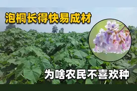 生长快容易成材的泡桐，80年代还大量种植，为何现在没人愿种了？视频封面