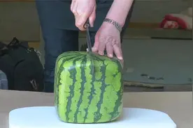 日本方形西瓜为啥能卖这么贵？看完整个种植过程，你就明白了！视频封面