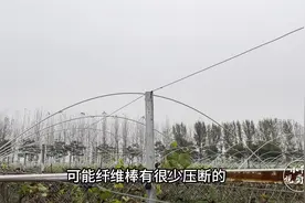 很多人问葡萄避雨棚的建设问题，今天分享一种比较经济实惠的模式