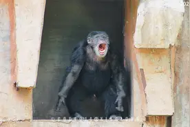 北京动物园急着想下班的黑猩猩菲菲20240531