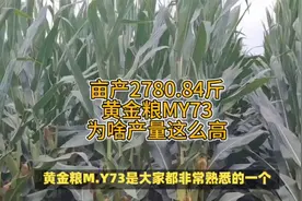 亩产2780.84斤，黄金粮MY73,为啥产量这么高视频封面
