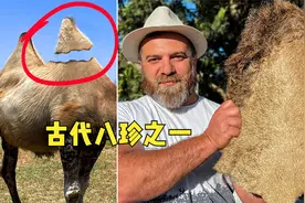 皇室才能享用的驼峰肉，不仅脂肪最多，细腻的口感久久不能忘怀！