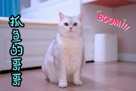 小猫咪为了给妹妹抓鱼吃，竟然掉进了河里视频封面