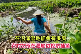 在沼泽湿地抓鱼有多爽，农村女孩在湿地边挖坑捕鱼视频封面