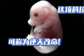 人为干预哺乳动物性别，科学家发现决定性别基因蛋白