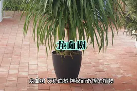 一种奇怪的植物龙血树