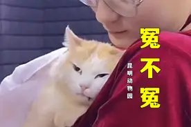 猴子虐猫事件后续：昆明动物园被网友抵制，到底冤不冤