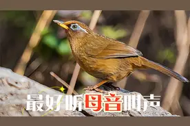 母画眉鸟叫声，原声原版，高清值得欣赏！
