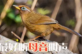 母画眉鸟叫声，原声原版，高清值得欣赏！