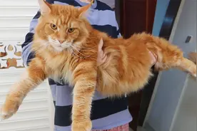 千万不要养缅因猫，你会后悔的!视频封面