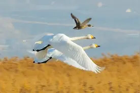 天鹅点头互动竟是起飞信号，太神奇了！