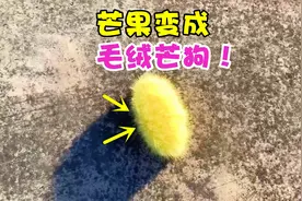 据说用芒果核能制作芒狗？摸起来跟狗毛一样爽