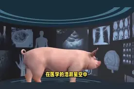 美国57岁男子为保命，移植猪心脏，此前毫无案例，后来怎样了？视频封面