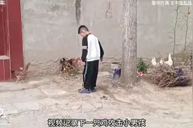 小男孩与公鸡大战三百回合，最终一记漂亮过肩摔完胜，真是太牛了视频封面