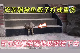 小猫被怀疑偷吃鱼，被摊主打成重伤，可它还是顽强地想要活下去视频封面
