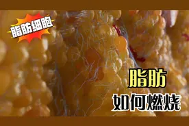 解密身体是如何燃烧脂肪的？想减脂一定要了解脂肪分解的过程视频封面