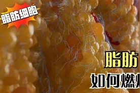 解密身体是如何燃烧脂肪的？想减脂一定要了解脂肪分解的过程视频封面
