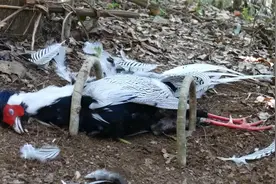 只需两分半，教你做一个简易捉野鸡陷阱