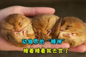 动物界的“睡神”，睡觉睡到去世，它是怎么做到的？视频封面