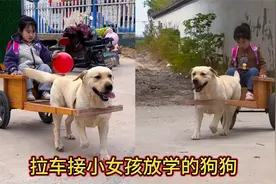 拉车接小女孩放学的狗狗，小女孩被广大网友称为放学路上最靓的仔视频封面