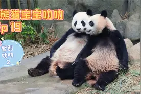 新加坡出生的第一只大熊猫宝宝叻叻探访记19 我们和叻叻告别第2集视频封面