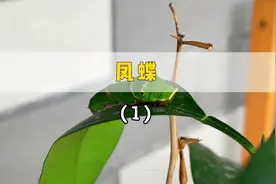 在金桔盆栽上发现了一只凤蝶幼虫，记录一下它破蛹成蝶的过程视频封面