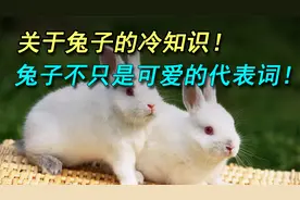 兔子身上的冷知识，你知道多少？原来吃幼崽已是家常便饭！视频封面