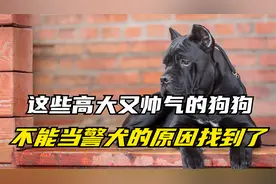 这些高大又帅气的狗狗，不能当警犬的原因找到了，哈哈哈