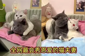 全网最会秀恩爱的猫夫妻，天天腻歪一起，人家撒狗粮，它们撒猫粮