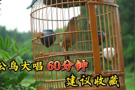 公画眉鸟大叫，原声原版，大唱60分钟，建议收藏！