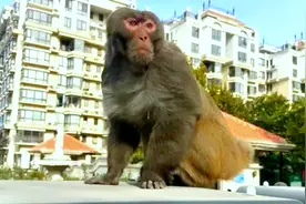 北京通州城区发现猴子，为何落单出现在居民区？或为竞选失败猴王视频封面