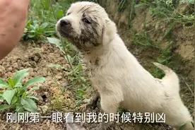 三只小奶狗被遗弃在臭水沟边视频封面