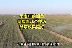 小麦年前除草，掌握着几个技巧，除草效果更好视频封面