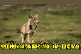中国独有的珍稀保护动物-1集-大熊猫金丝猴藏羚羊雪豹等-国语配音