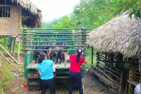 收购村民喂养的土山羊，梦婷和嫂子拉到集市售卖，赚取辛苦费视频封面