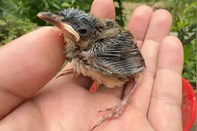 大鸟遇害，巢穴中求救的小鸟已被成功救活视频封面