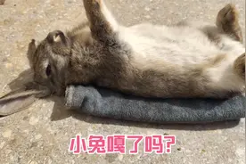 小灰兔嘎了吗？今天给兔子做催眠术，说是催眠其实就是假死状态视频封面