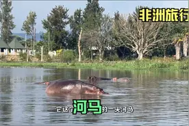 在非洲的阿瓦萨湖看看那慵懒的河马