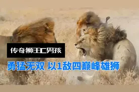传奇狮王C男孩：勇猛无双，以1敌四巅峰雄狮！