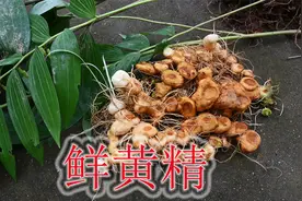 野生黄精价格居高不下，每年生长一节累积营养，食用有哪些好处？视频封面