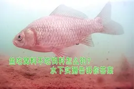 鱼只吃窝料不吃饵怎么钓？水下实测找出解决办法，稍微调整就咬钩视频封面
