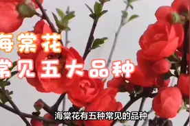 海棠花五种常见品种介绍视频封面