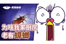 为啥我家厨房老有蟑螂！视频封面