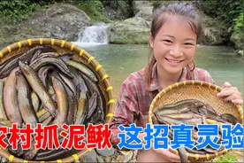 农村女孩妙招捕泥鳅，亲手制作竹筒工具，轻松捕获130条！视频封面